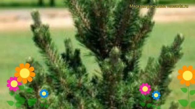 Сосна тунберга Котобуки. Краткий обзор, описание характеристик pinus thunbergii Kotobukii смотреть онлайн