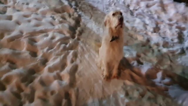 ЛИ СЯО. Алиса - Лиса. Белый хозяйничает в мисках лисы. смотреть онлайн