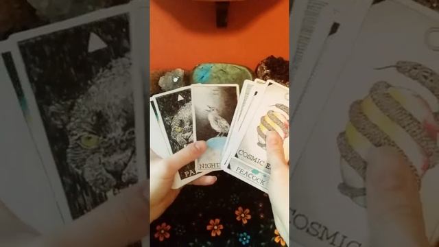 The Wild Unknown Animal Spirit Oracle Review смотреть онлайн
