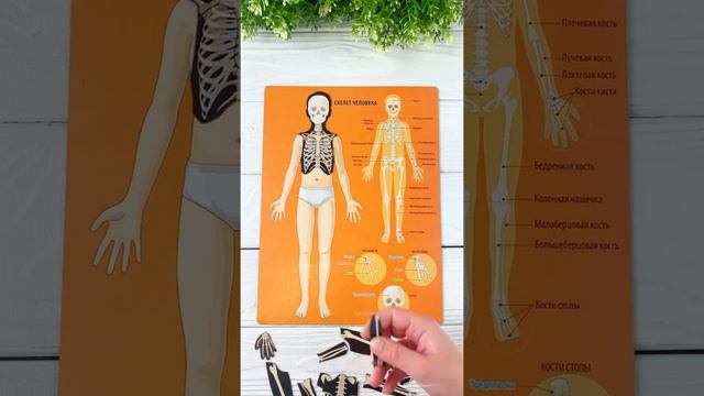 Развивающая магнитная игра 