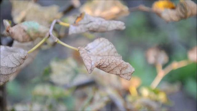 Pjūklelių lervos sode смотреть онлайн