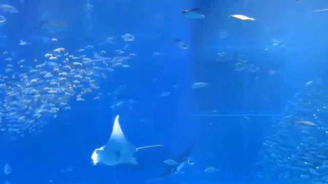 Релакс океан. смотреть онлайн