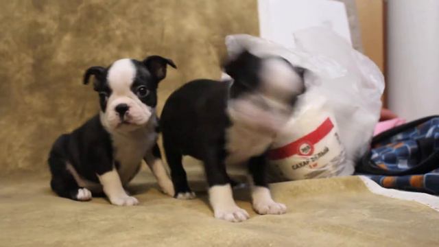 Лиса и Лика - 50 дней