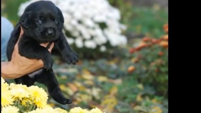 Щенки лабрадора чорного окраса