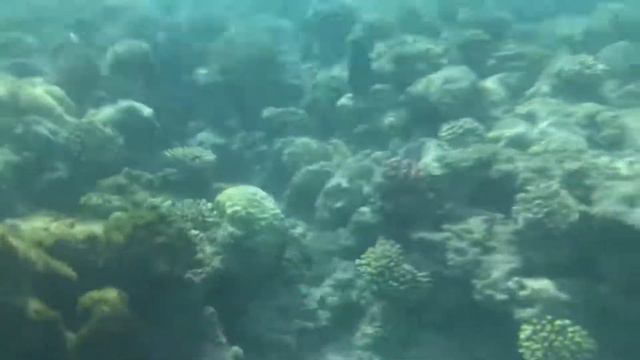 Красное море/Red Sea novotel palm beach 2018 наама бей смотреть онлайн