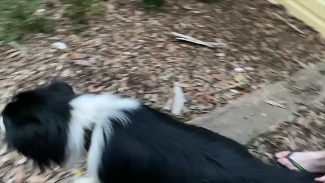 SOMETHING BAD HAPPENED TO OUR DOG PINGU! смотреть онлайн