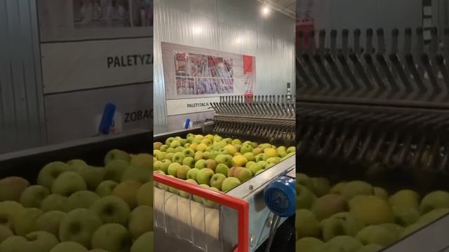 Линия для калибровки, сортировки и упаковки яблок. Сделано в России! смотреть онлайн