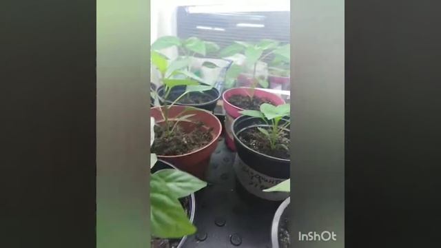 Уход за рассадой перца. смотреть онлайн