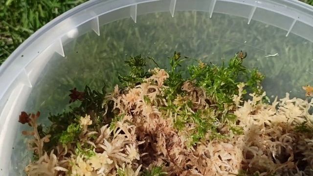 Живой мох сфагнум. Хранение