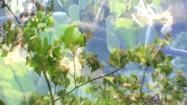 Липа. Уход за липой. Особенности размножения липы