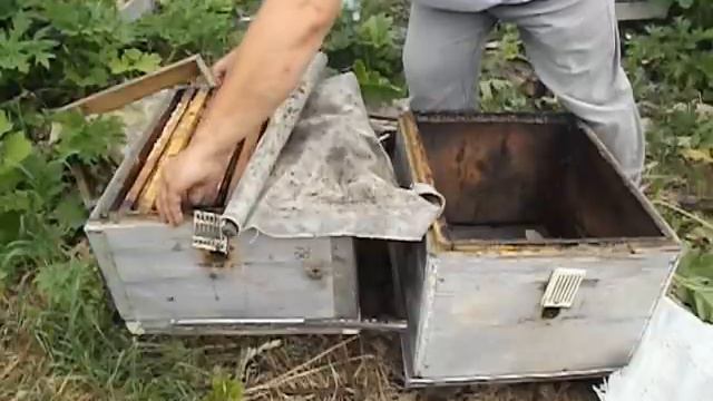 Звериная наука