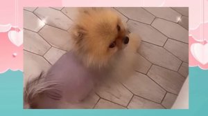 Почему расплакалась Дана? Леди Диана снова уехала в Украину