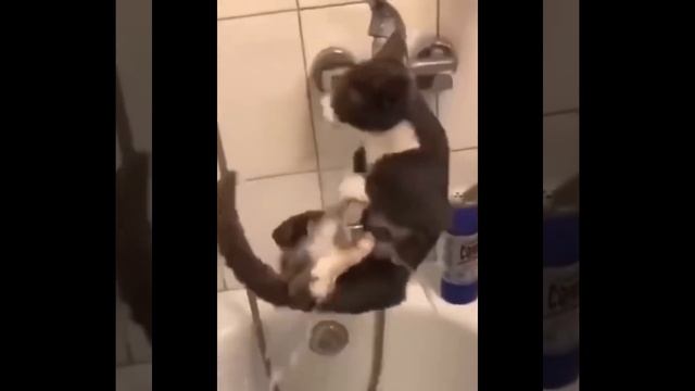 Самые неуклюжие коты собраны в одном видео! смотреть онлайн