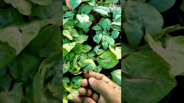 Syngonium Plant, Syngonium care, tip. #greeleaf смотреть онлайн