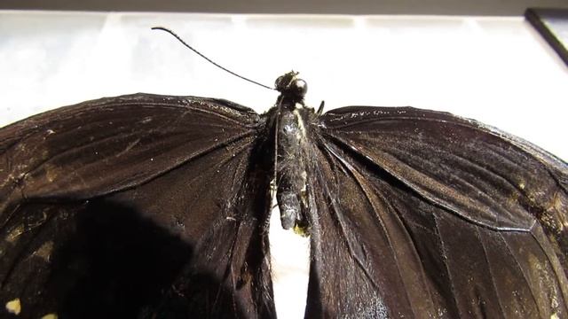 Canon Powershot SX-40 HS HD Macro Mode - Butterfly Closeup смотреть онлайн