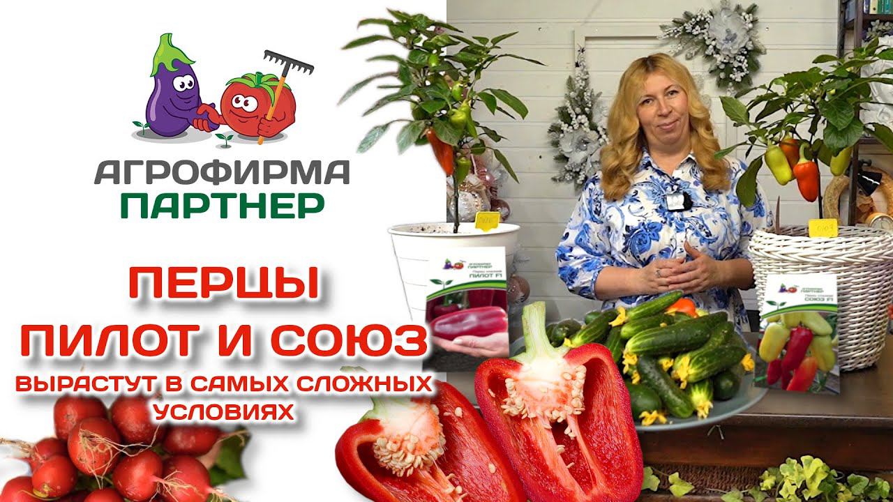 Перцы Пилот и Союз | вырастут в самых сложных условиях смотреть онлайн