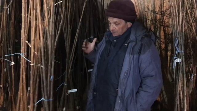 Подвои, сорта, и предпосылки к формированию Черешни по методу UFO и KGB смотреть онлайн