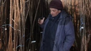 Подвои, сорта, и предпосылки к формированию Черешни по методу UFO и KGB