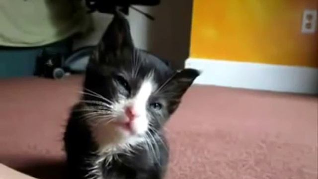 Смешные котята, самое веселое видео с кошками. Самые смешные животные 2017 смотреть онлайн