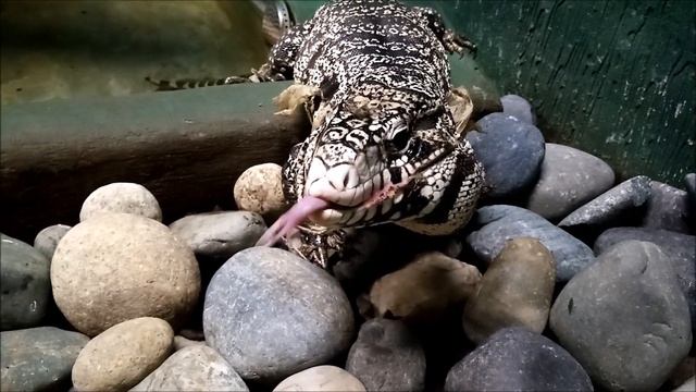 Аргентинский чёрно-белый тегу 09.09.2022 смотреть онлайн