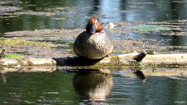 Самая маленькая утка ЧИРОК-СВИСТУНОК, Eurasian Teal смотреть онлайн