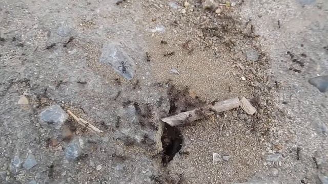 Муравьи ползают у муравейника смотреть онлайн