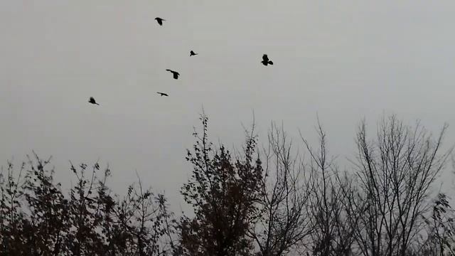 Полет хвостом вперёд) смотреть онлайн