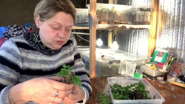 Обзор черенков хризантем. Уже есть корешки смотреть онлайн