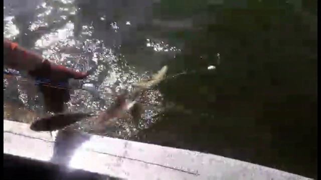 Кефаль пошла. Ловля сингели . смотреть онлайн