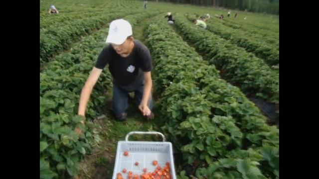 Как собирают клубнику в Финляндии смотреть онлайн