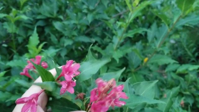 МЫ ИЗ ПРАХА... Христианская программа МИР НЕ БУМАЖНЫЙ . смотреть онлайн