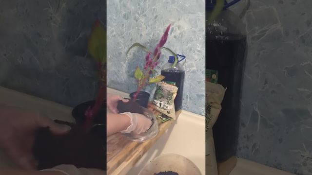 Пересадка Целозии смотреть онлайн
