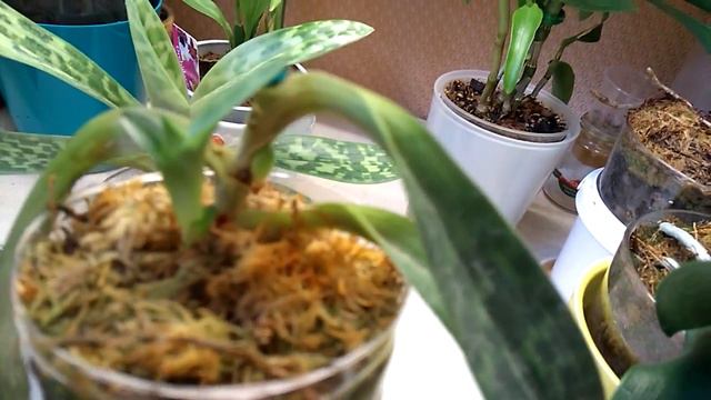 Башмачки Мауди