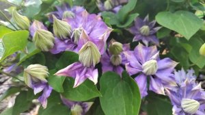 клематис Блю Эксплоужен