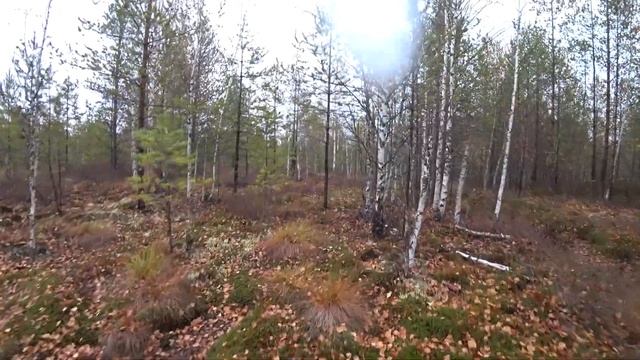 За клюквой на мотовездеходах SR смотреть онлайн