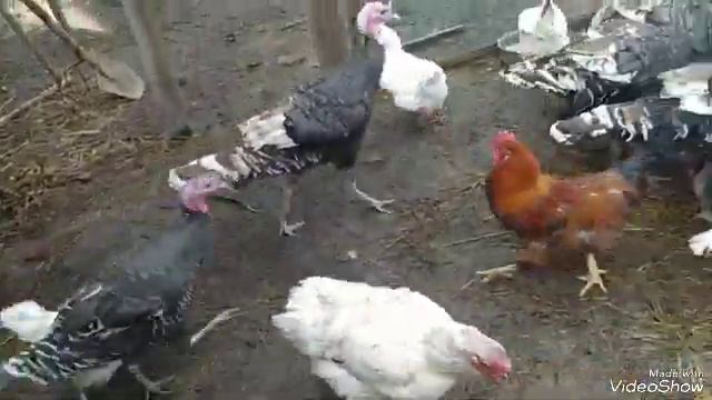 Нарциссы! Где хвостики? Сколько за ночь вылупилось? смотреть онлайн