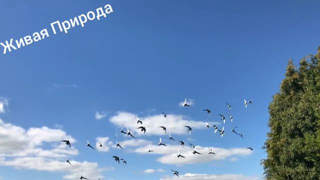 Летят голуби. смотреть онлайн