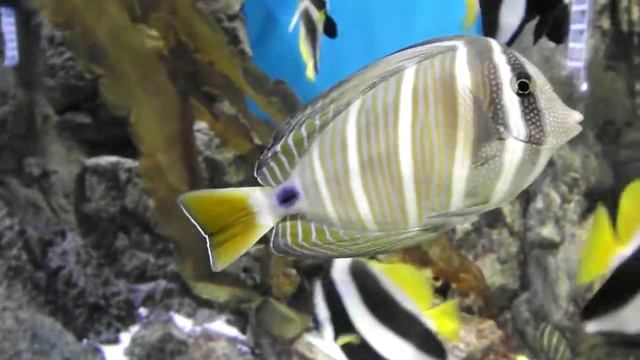 Парусная зебрасома, Zebrasoma Desjardinii