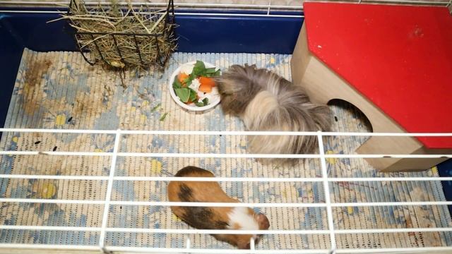 Выгул морских свинок. Как выгуливать морскую свинку дома и на улице. Прогулочный шар и шлейка смотреть онлайн