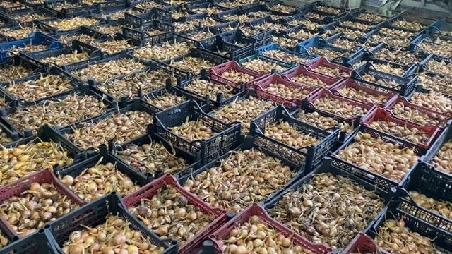 Лучший лук для Сибири- лук шалот. смотреть онлайн