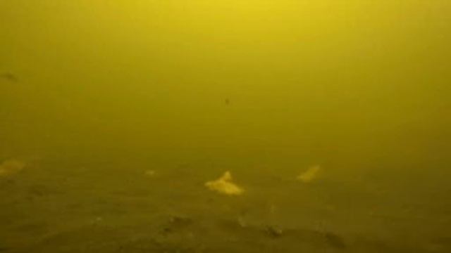 Зимняя рыбалка, лещ под лунками кишит. смотреть онлайн