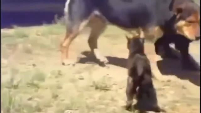 Самое интересное видео в мире 2018 Такого Вы ещё не видели! смотреть онлайн