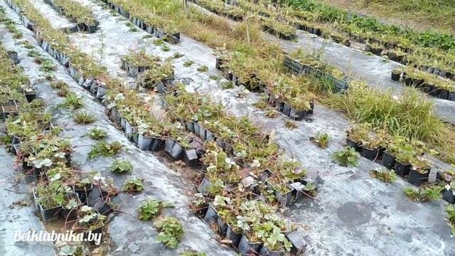 ?Новинка! Сорт клубники _АДА_. Belklubnika.by?.mp4 смотреть онлайн