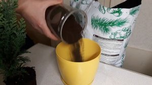 Кипарисовик-уход в домашних условиях#кипарисовик в горшке