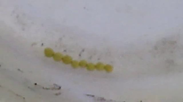 Cara Menyemai Benih Petunia Pelleted Seed смотреть онлайн