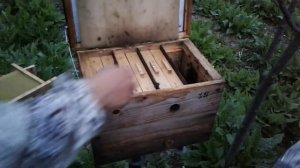 Заселення 4 х місного нуклеусного вулика, без коментарів