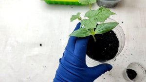 Из ненужных бутылок отличные емкости для рассады / Luffa / автополив рассады