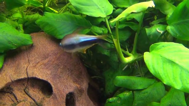 Emperor tetras in my 53 gal fishtank - Nematobrycon palmeri - Kaisersalmler смотреть онлайн
