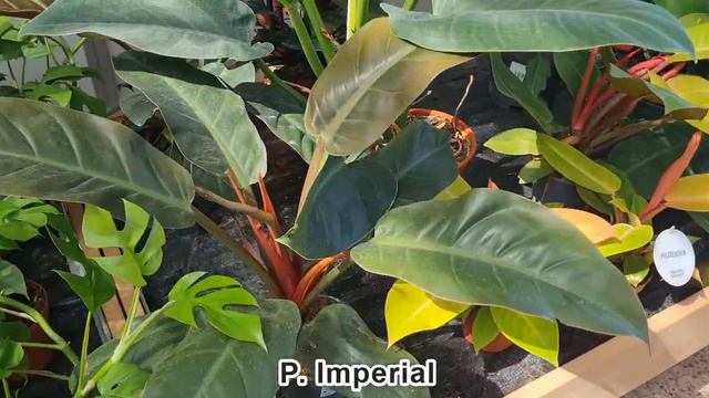 Znowu odwiedziłem Dehner! #roślinydomowe смотреть онлайн