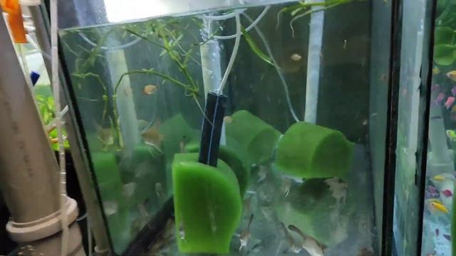 Дом Для микро разборы галактики и креветок смотреть онлайн